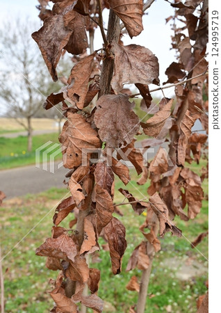 金縷梅(金縷梅科)的枯葉 金縷梅(金縷梅科)的枯葉 124995719