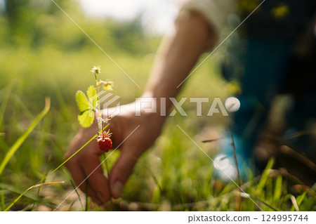 Female picking wild berries and holding strawberry bouquet in summer forest. Woman enjoying nature, healthy lifestyle and slow life outdoors 124995744
