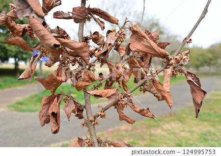 Dead leaves of Chinese witch hazel (Hamamelaceae) Dead leaves of Chinese witch hazel (Hamamelaceae) 124995753