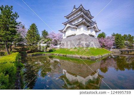 Oshi Castle in full bloom 124995789