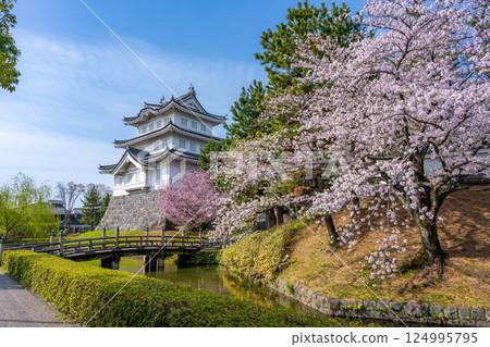Oshi Castle in full bloom 124995795