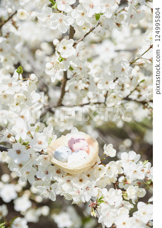 Speckled Easter eggs in a decorative bird nest placed on blooming cherry tree branches with white flowers in soft spring light 124995804