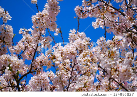 Blue sky and cherry blossoms 124995827