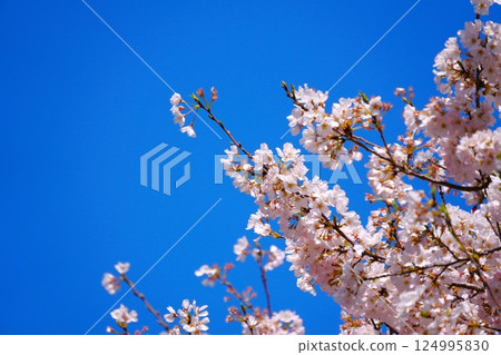 Blue sky and cherry blossoms 124995830