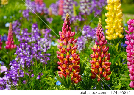 Colorful Lupine 124995835