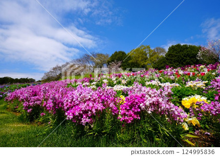 Blue sky and flower garden Blue sky and flower garden 124995836