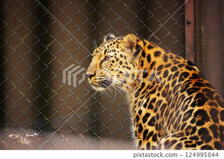 Leopard 124995844