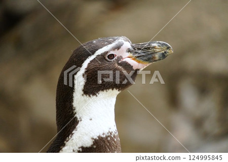 Humboldt penguin staring 124995845