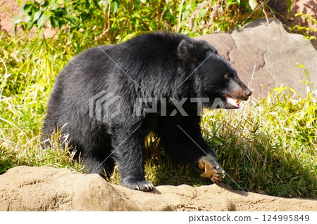 Big Black Bear 124995849