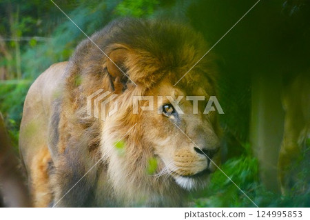 lion lion 124995853