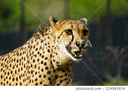 Cheetah Cheetah 124995854