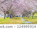 Angyo Kanzakura at Kita Asaba Sakurazutsumi Park, Saitama Prefecture Angyo Kanzakura at Kita Asaba Sakurazutsumi Park, Saitama Prefecture 124995914
