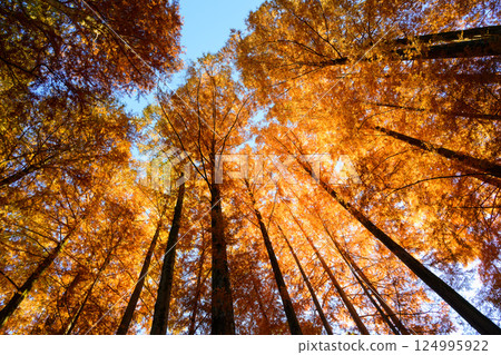 紅葉 生田綠地2024 紅葉 生田綠地2024 124995922