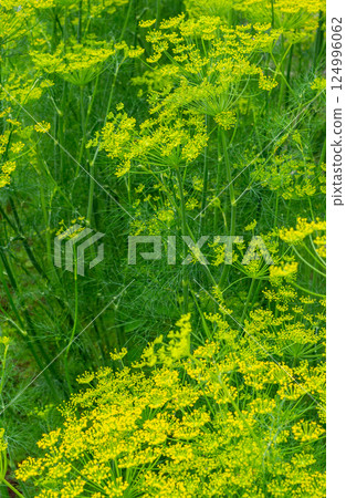 Dill blooming in the garden. Growing dill 124996062