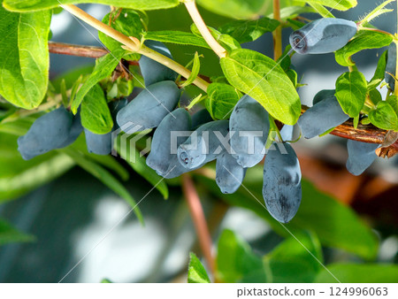 Honeysuckle berries on a bush. Blue berry. Honeysuckle berries on a bush. Blue berry. 124996063