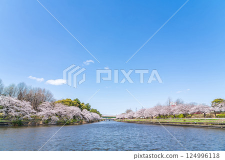 Arakogawa Park, cherry blossoms in full bloom (Nagoya City, Aichi Prefecture) 124996118