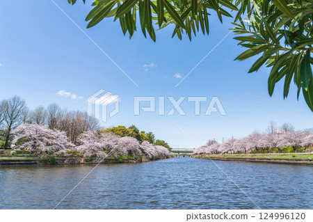荒子川公園，櫻花盛開（愛知縣名古屋市） 124996120