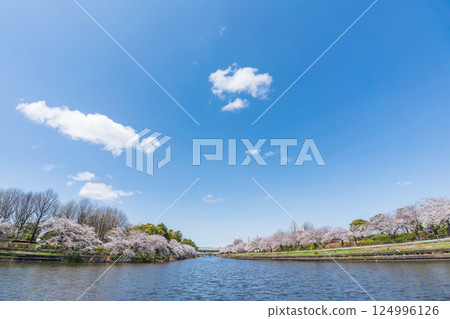 荒子川公園,櫻花盛開(愛知縣名古屋市) 荒子川公園,櫻花盛開(愛知縣名古屋市) 124996126