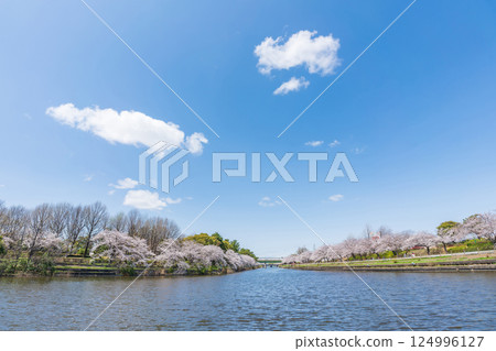 荒子川公園，櫻花盛開（愛知縣名古屋市） 124996127