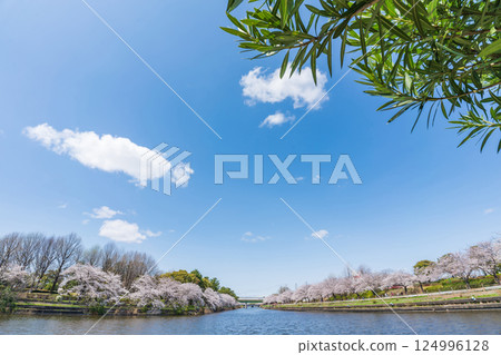 Arakogawa Park, cherry blossoms in full bloom (Nagoya City, Aichi Prefecture) Arakogawa Park, cherry blossoms in full bloom (Nagoya City, Aichi Prefecture) 124996128