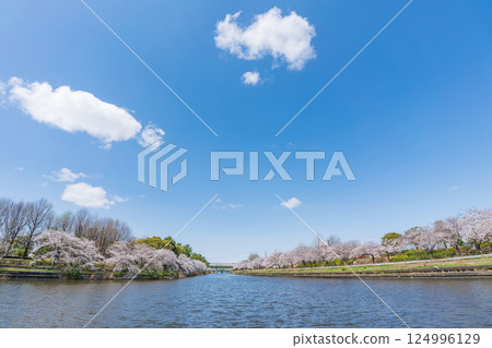 Arakogawa Park, cherry blossoms in full bloom (Nagoya City, Aichi Prefecture) Arakogawa Park, cherry blossoms in full bloom (Nagoya City, Aichi Prefecture) 124996129