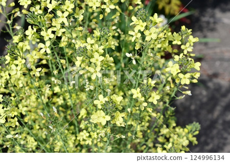 Broccoli (Brassicaceae) green and yellow vegetable flower 124996134