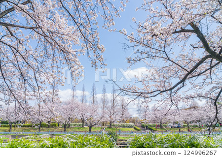 Arakogawa Park, cherry blossoms in full bloom (Nagoya City, Aichi Prefecture) Arakogawa Park, cherry blossoms in full bloom (Nagoya City, Aichi Prefecture) 124996267