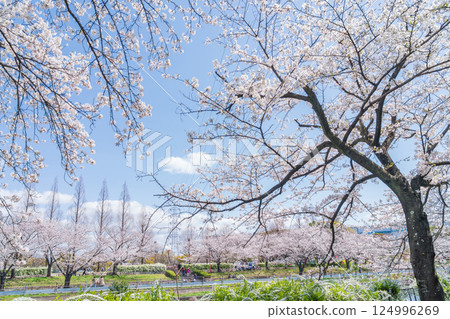Arakogawa Park, cherry blossoms in full bloom (Nagoya City, Aichi Prefecture) 124996269