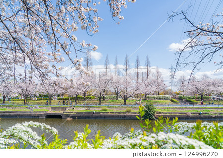 Arakogawa Park, cherry blossoms in full bloom (Nagoya City, Aichi Prefecture) 124996270
