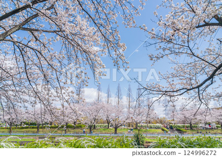 Arakogawa Park, cherry blossoms in full bloom (Nagoya City, Aichi Prefecture) 124996272