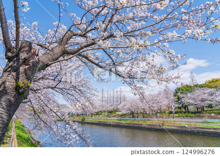 荒子川公園，櫻花盛開（愛知縣名古屋市） 124996276