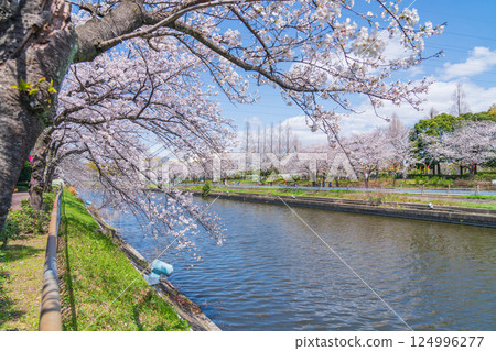 Arakogawa Park, cherry blossoms in full bloom (Nagoya City, Aichi Prefecture) 124996277