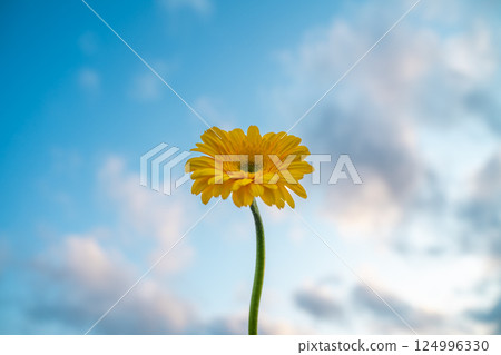 一朵花在藍天下綻放 124996330