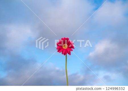 粉色非洲菊 124996332