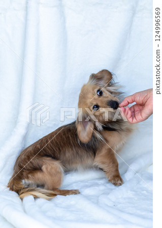 Kaninchen Dachshund Shayette Yellow Kaninchen Dachshund Shayette Yellow 124996569