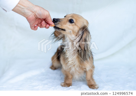 Kaninchen Dachshund Shayette Yellow 124996574