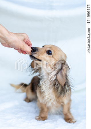 Kaninchen Dachshund Shayette Yellow 124996575