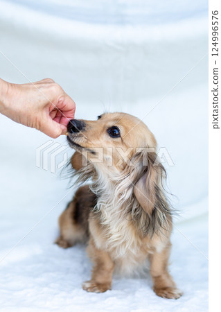 Kaninchen Dachshund Shayette Yellow Kaninchen Dachshund Shayette Yellow 124996576