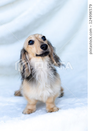 卡寧金臘腸犬 Shayette 黃色 124996579