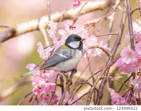 櫻花和山雀 櫻花和山雀 124996822