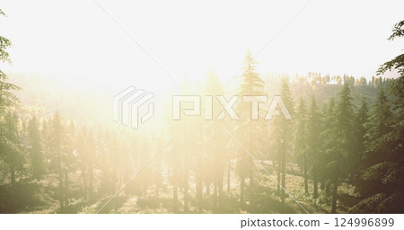 Bright sunlight filtering through a dense forest at dawn 124996899