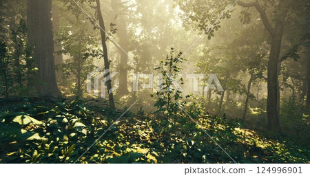 Morning light filters through trees in a serene forest setting 124996901