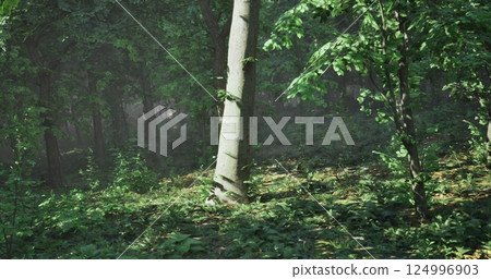 Sunlight filters through dense green forest showcasing natures tranquility 124996903