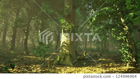 Sunlight streams through trees in a peaceful morning forest 124996904