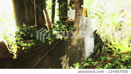 Overgrown vines surround an abandoned building in bright sunlight Overgrown vines surround an abandoned building in bright sunlight 124997000