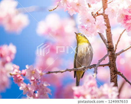 Japanese white-eye perched on a cherry blossom Japanese white-eye perched on a cherry blossom 124997633
