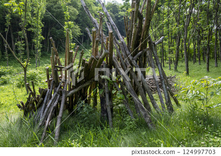 岩手縣二戶町淨法寺文化廳設立的「漆器森林」中的一棵漆樹 岩手縣二戶町淨法寺文化廳設立的「漆器森林」中的一棵漆樹 124997703