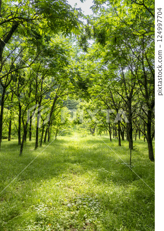 文化廳在岩手縣二戶町淨法寺設立的「漆樹森林」中的漆樹 124997704