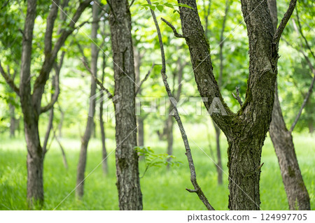 Urushi trees in the "Urushi Forest" established by the Agency for Cultural Affairs in Joboji, Ninohe Town, Iwate Prefecture Urushi trees in the "Urushi Forest" established by the Agency for Cultural Affairs in Joboji, Ninohe Town, Iwate Prefecture 124997705
