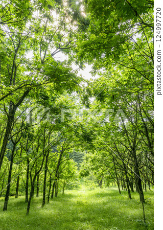Urushi trees in the "Urushi Forest" established by the Agency for Cultural Affairs in Joboji, Ninohe Town, Iwate Prefecture Urushi trees in the "Urushi Forest" established by the Agency for Cultural Affairs in Joboji, Ninohe Town, Iwate Prefecture 124997720